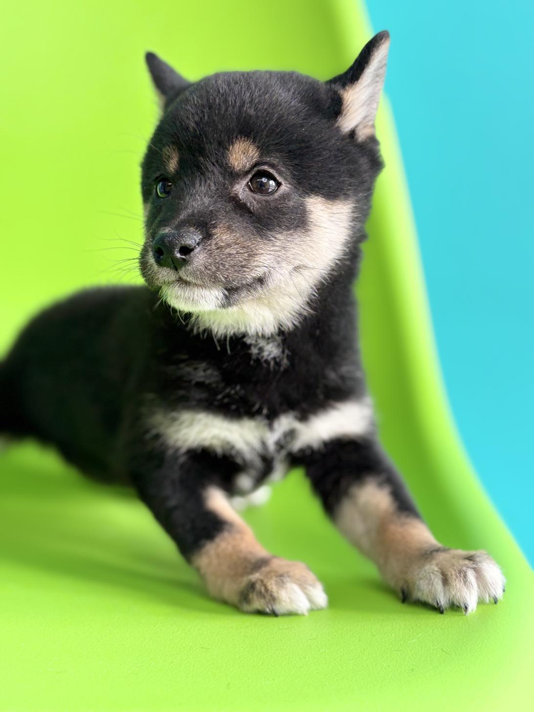 埼玉県の豆柴 (ペッツスマイル加須インター店/2025年12月22日生まれ/男の子/黒)の子犬の3枚目の画像