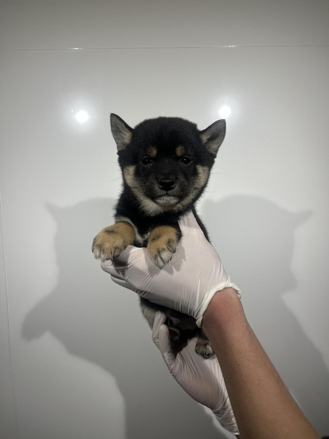 埼玉県の豆柴 (ペッツスマイル加須インター店/2025年12月22日生まれ/男の子/黒)の子犬の4枚目の画像