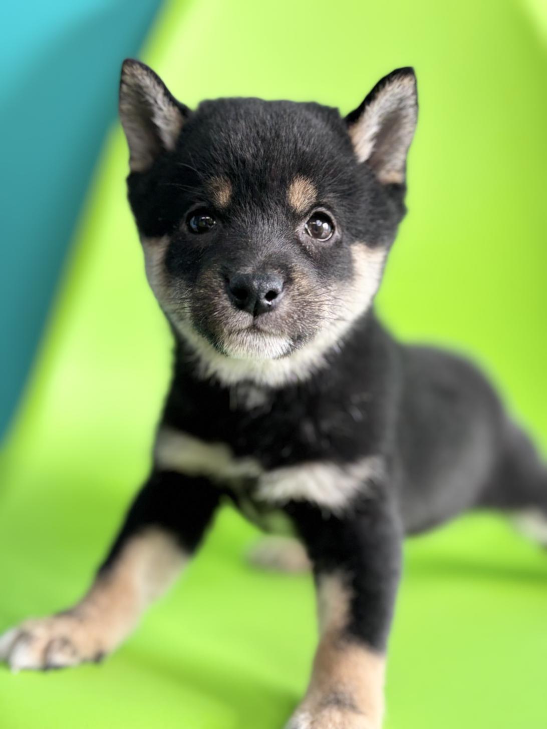 埼玉県の豆柴 (ペッツスマイル加須インター店/2025年12月22日生まれ/男の子/黒)の子犬の4枚目の画像