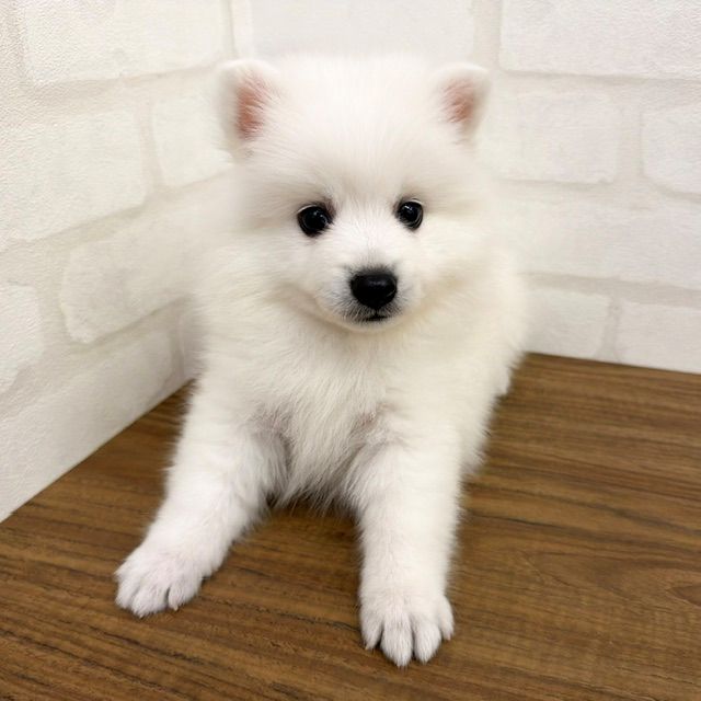 東京都の日本スピッツ (ペッツコンシェルMitteN府中店/2026年8月17日生まれ/男の子/ホワイト)の子犬