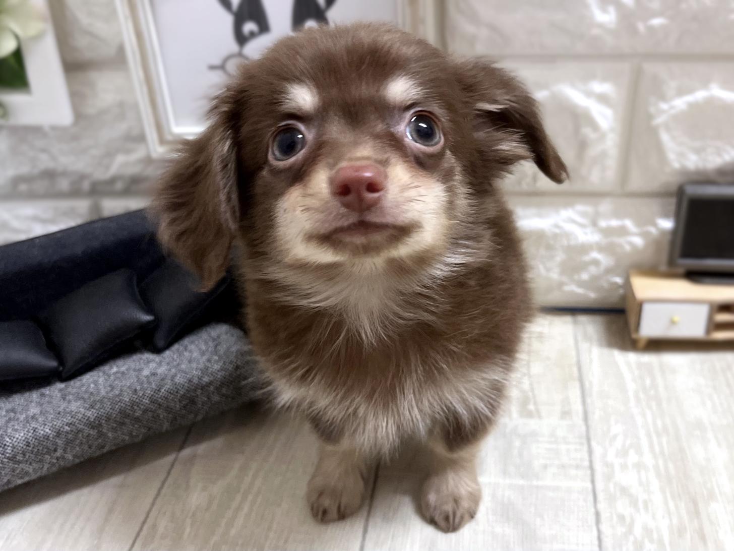 大阪府のチワックス(チワワ×ダックス) (DOGMAN平野瓜破店/2026年3月6日生まれ/男の子/チョコレートクリーム)の子犬の1枚目の画像