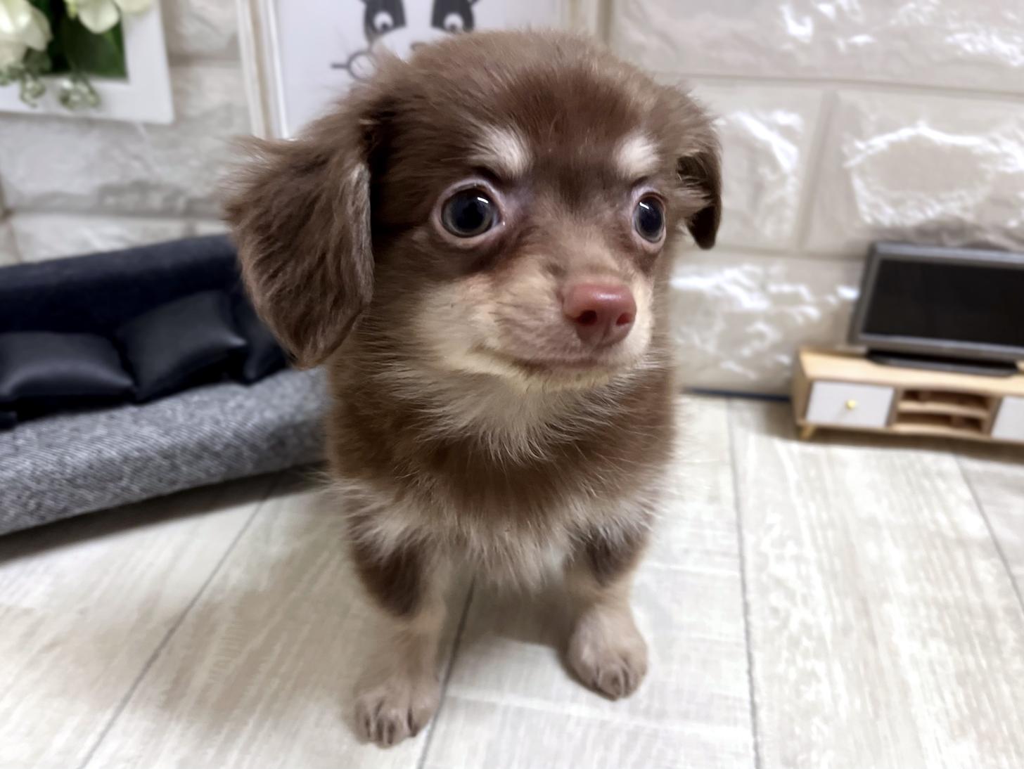 大阪府のチワックス(チワワ×ダックス) (DOGMAN平野瓜破店/2026年3月6日生まれ/男の子/チョコレートクリーム)の子犬の2枚目の画像