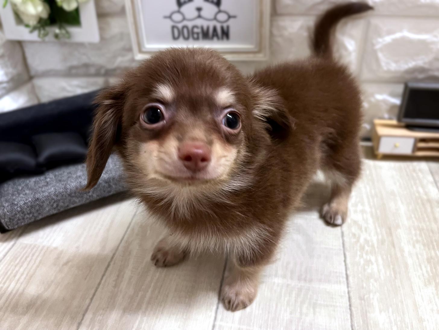 大阪府のチワックス(チワワ×ダックス) (DOGMAN平野瓜破店/2026年3月6日生まれ/男の子/チョコレートクリーム)の子犬の3枚目の画像