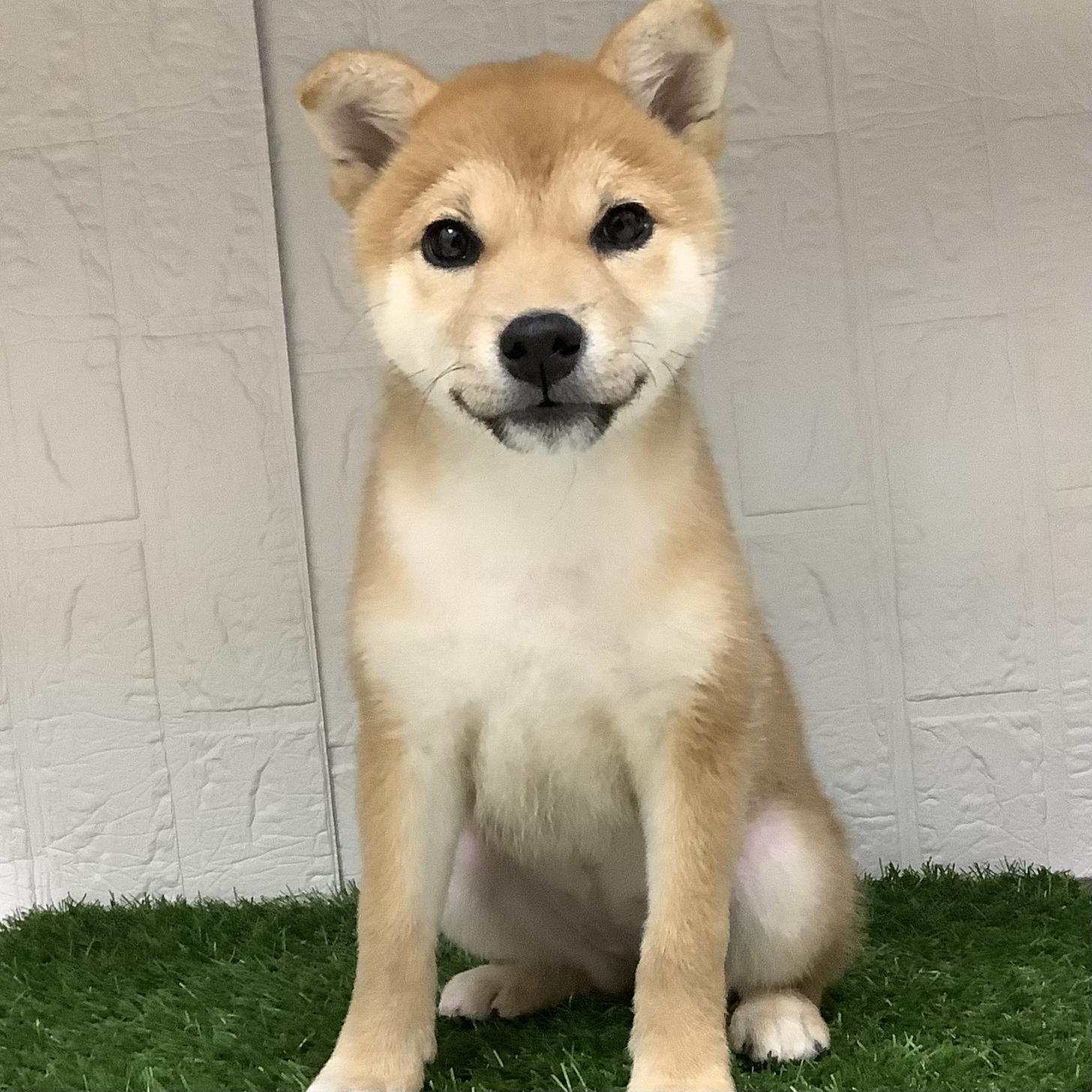 福岡県の柴犬(標準サイズ) (ドッグズホーム旗崎店/2025年10月3日生まれ/女の子/赤)の子犬