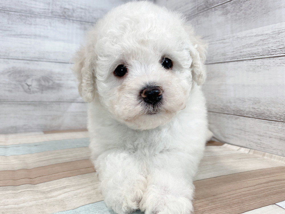 新潟県のビションフリーゼ (竹内ペット 新津本店/2026年4月20日生まれ/女の子/ホワイト)の子犬の1枚目の画像