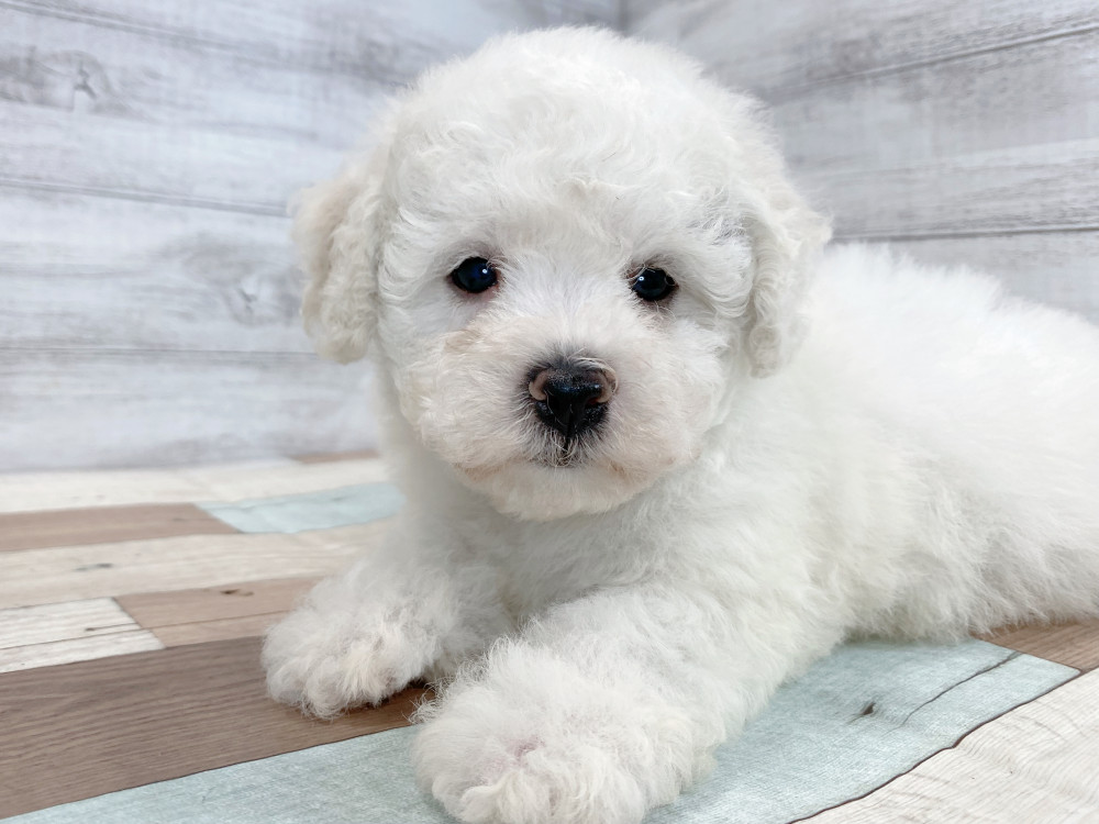 新潟県のビションフリーゼ (竹内ペット 新津本店/2026年4月20日生まれ/女の子/ホワイト)の子犬の3枚目の画像