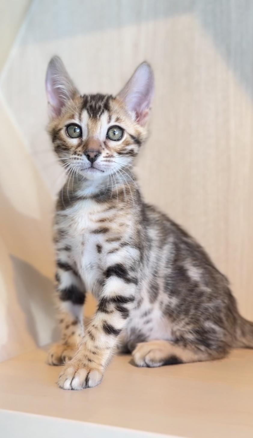 埼玉県のベンガル (PET SHOP Tiny tales/2025年11月15日生まれ/女の子/ブラウンスポットタビー)の子猫
