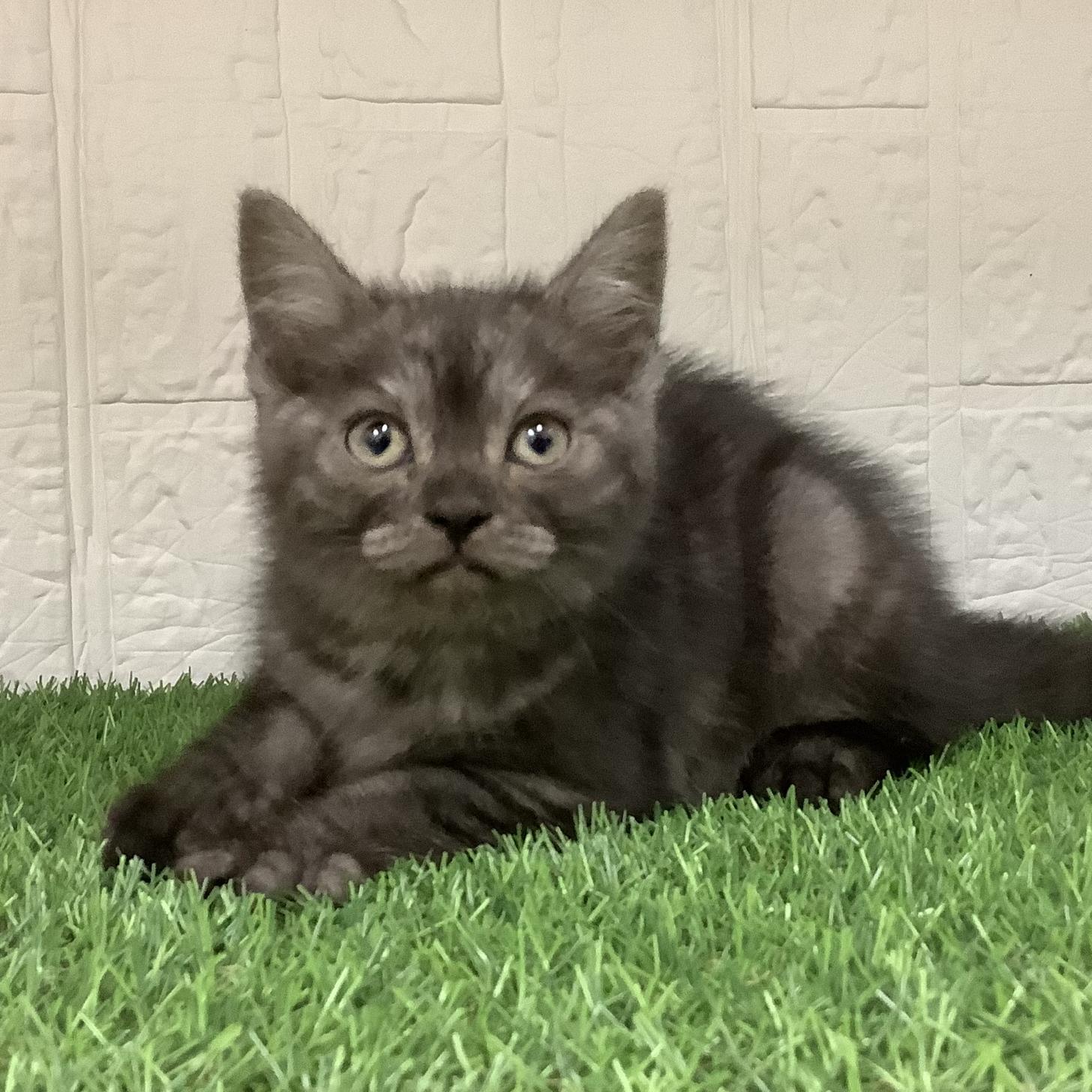 福岡県のアメリカンショートヘアー (ドッグズホーム旗崎店/2026年1月27日生まれ/女の子/ブラックスモーク)の子猫