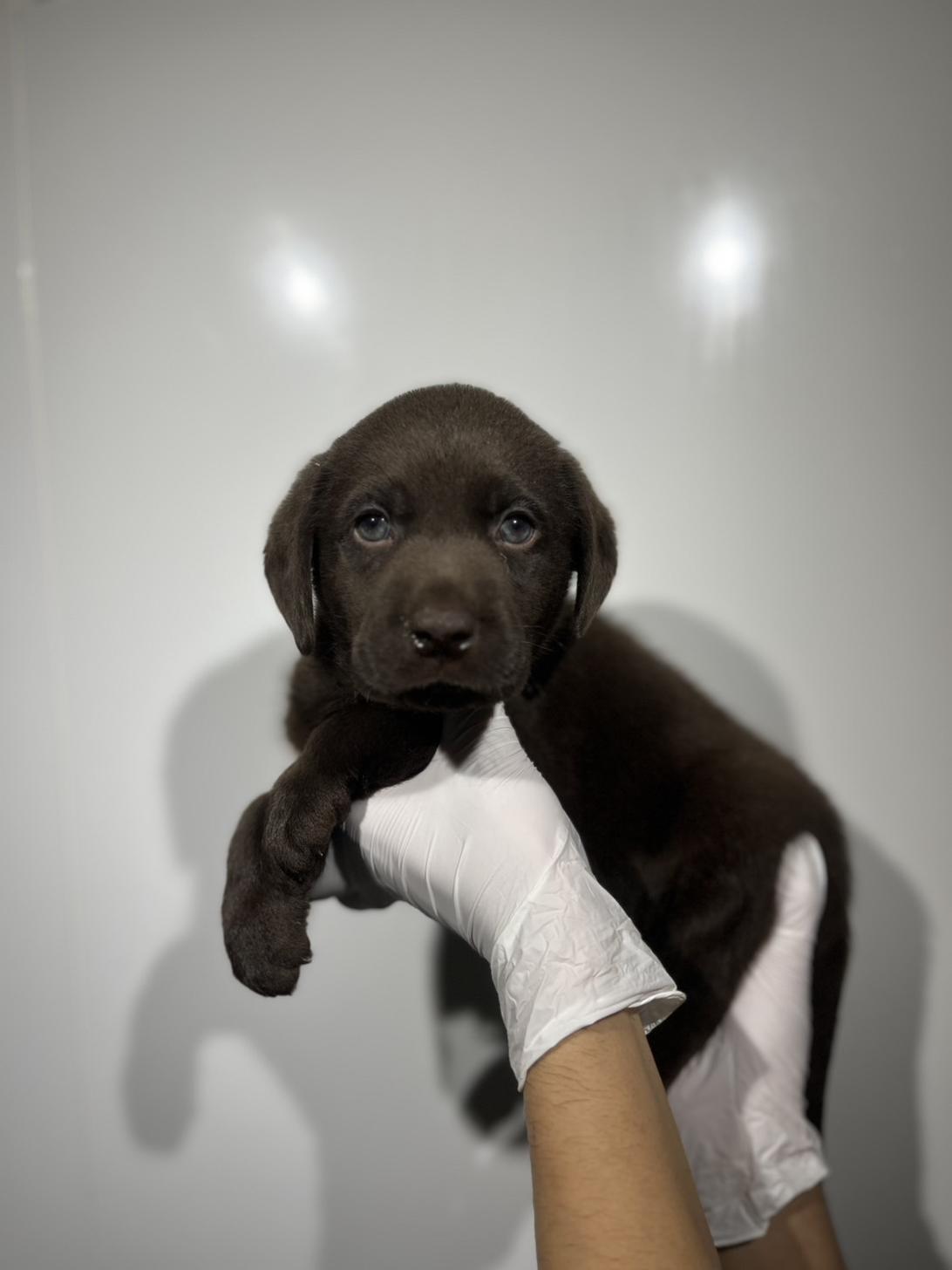 埼玉県のラブラドールレトリーバー (ペッツスマイル加須インター店/2025年9月6日生まれ/男の子/チョコレート)の子犬の1枚目の画像