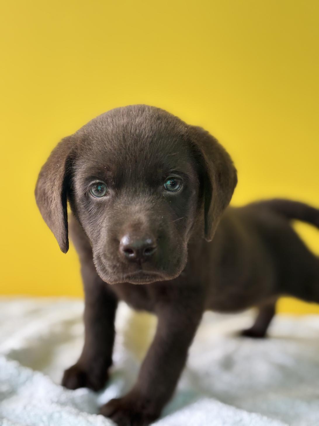 埼玉県のラブラドールレトリーバー (ペッツスマイル加須インター店/2025年9月6日生まれ/男の子/チョコレート)の子犬の1枚目の画像