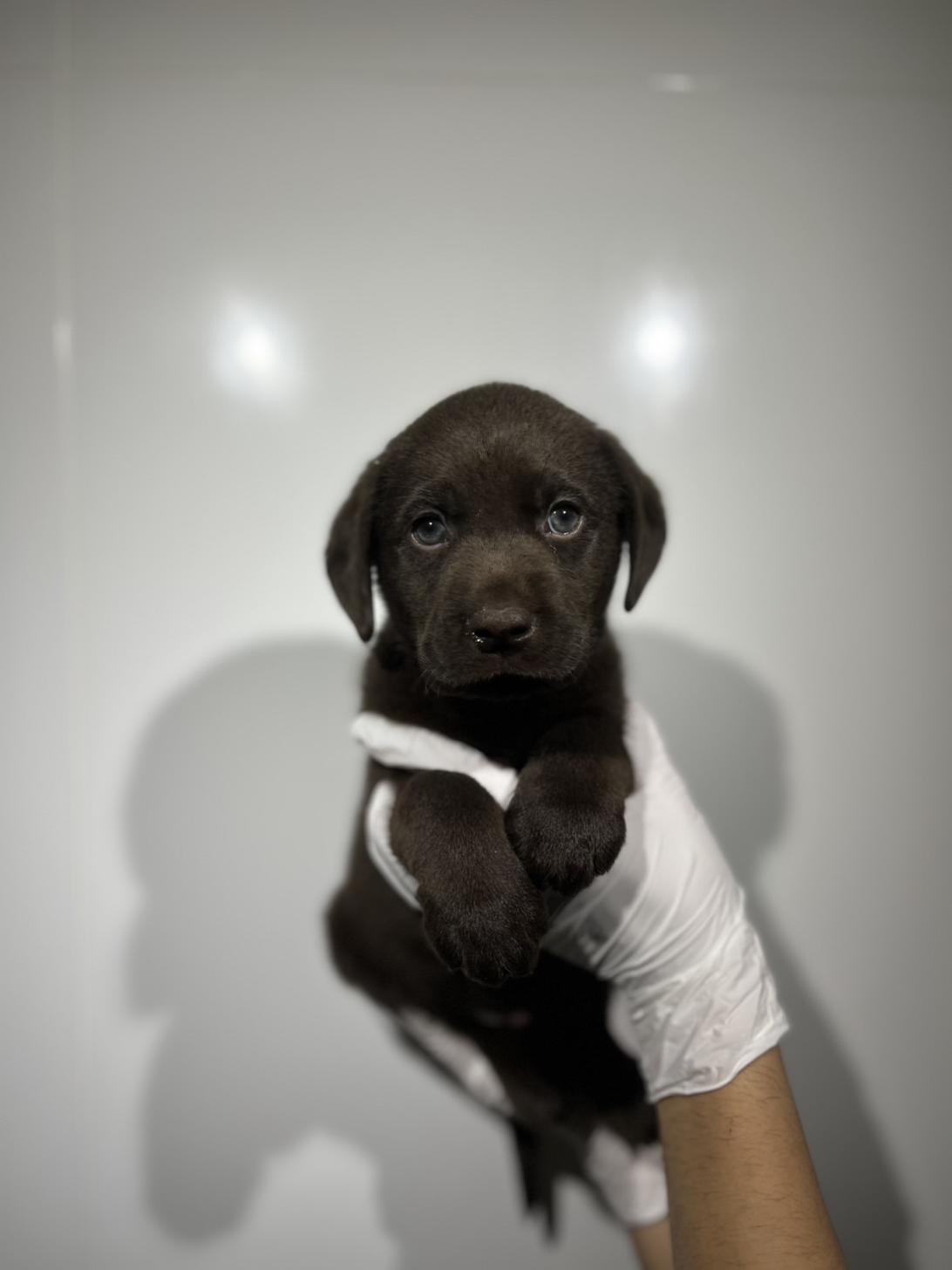 埼玉県のラブラドールレトリーバー (ペッツスマイル加須インター店/2025年9月6日生まれ/男の子/チョコレート)の子犬の2枚目の画像