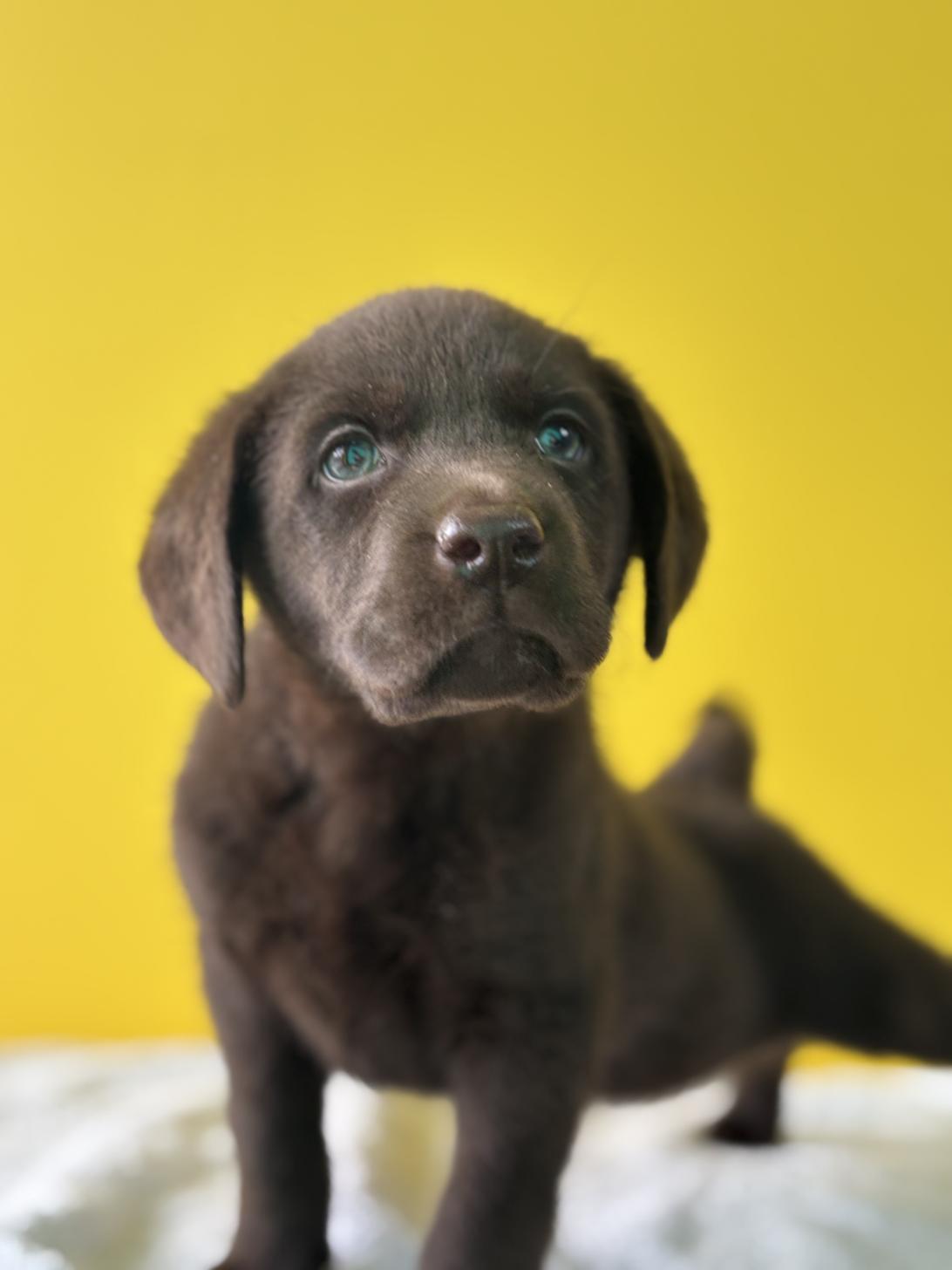 埼玉県のラブラドールレトリーバー (ペッツスマイル加須インター店/2025年9月6日生まれ/男の子/チョコレート)の子犬の2枚目の画像