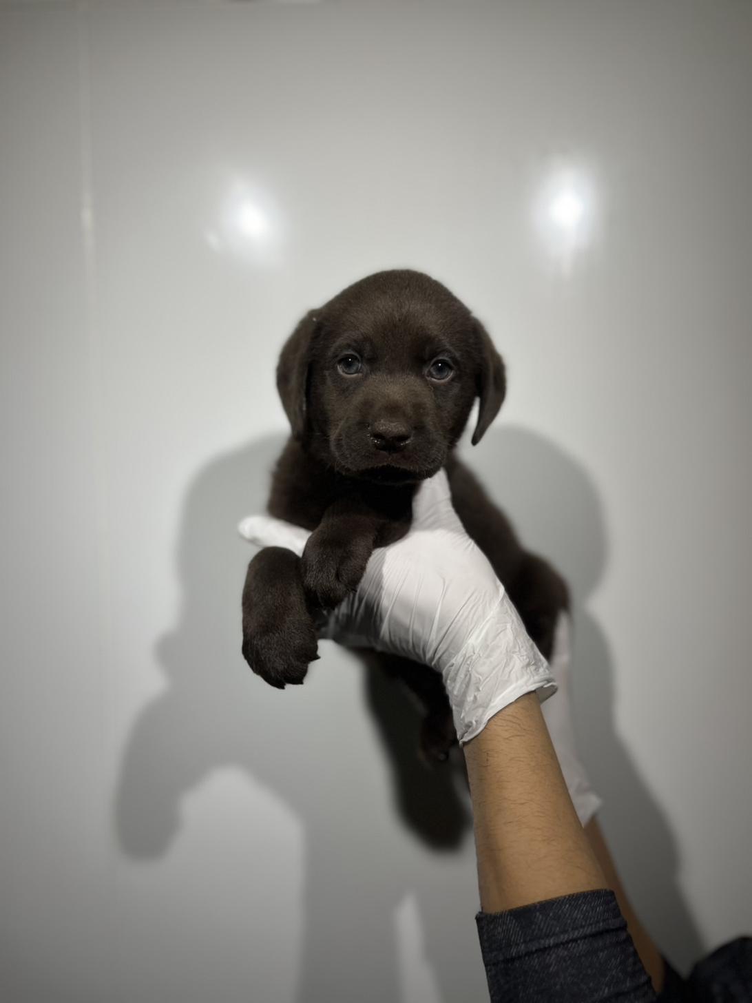 埼玉県のラブラドールレトリーバー (ペッツスマイル加須インター店/2025年9月6日生まれ/男の子/チョコレート)の子犬の3枚目の画像