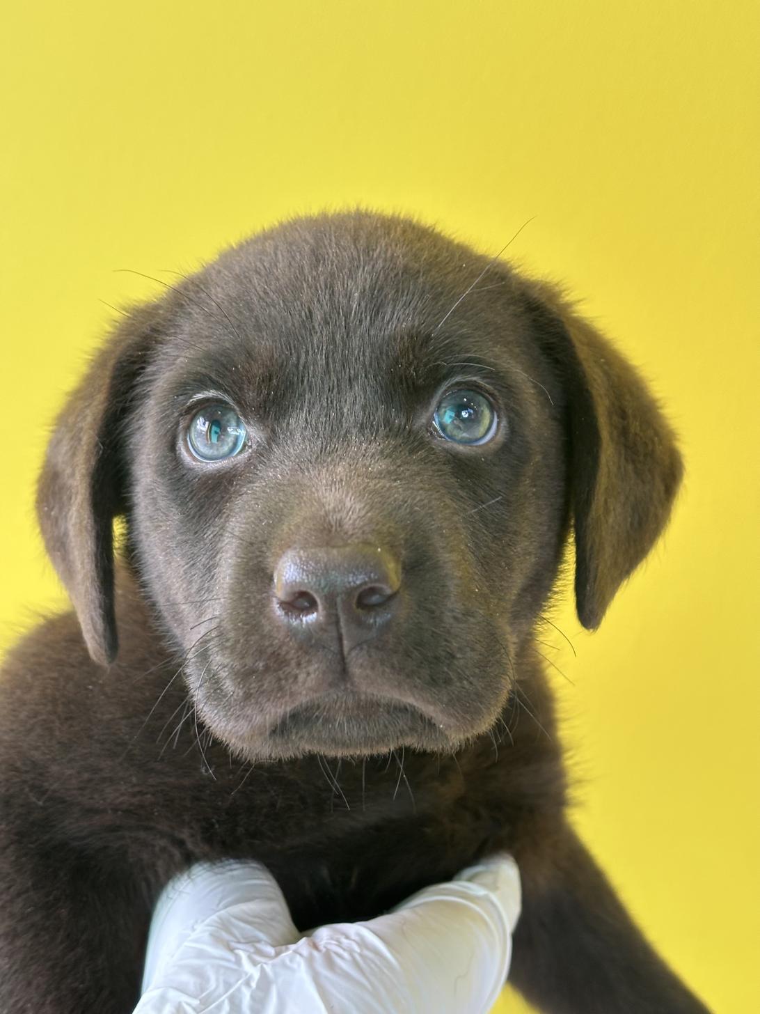 埼玉県のラブラドールレトリーバー (ペッツスマイル加須インター店/2025年9月6日生まれ/男の子/チョコレート)の子犬の3枚目の画像