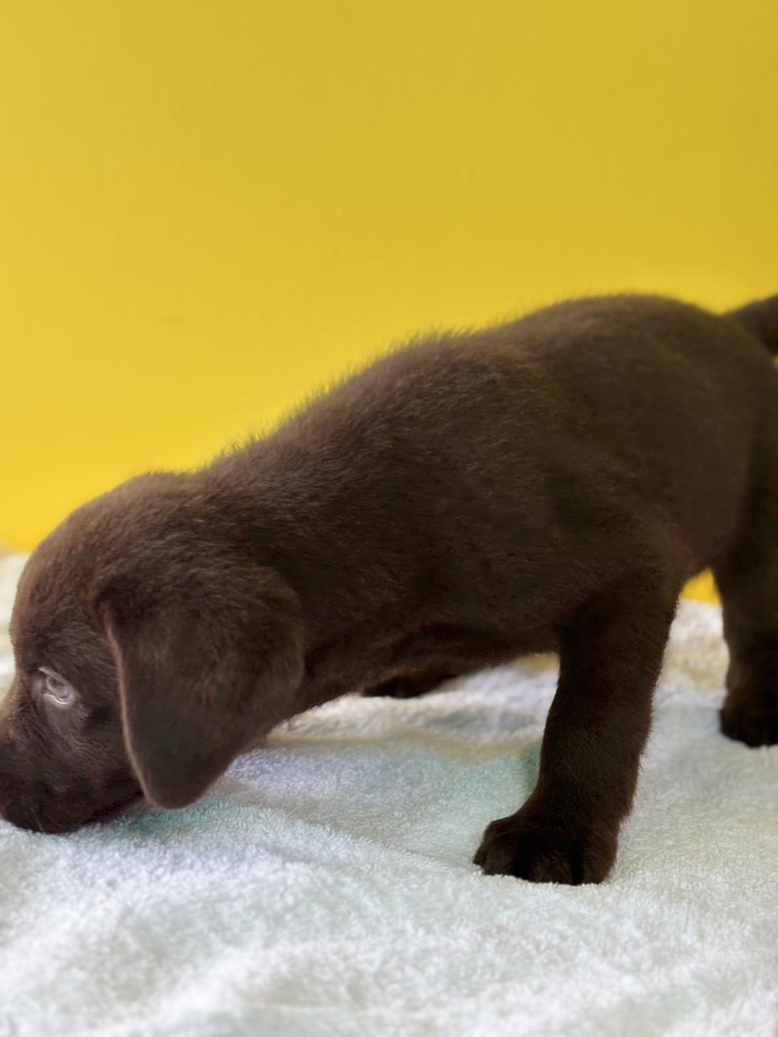 埼玉県のラブラドールレトリーバー (ペッツスマイル加須インター店/2025年9月6日生まれ/男の子/チョコレート)の子犬の4枚目の画像