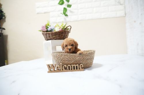 滋賀県のトイプードル(タイニー) (いっぷく湖南店/2025年11月18日生まれ/男の子/レッドフォーン)の子犬の4枚目の画像