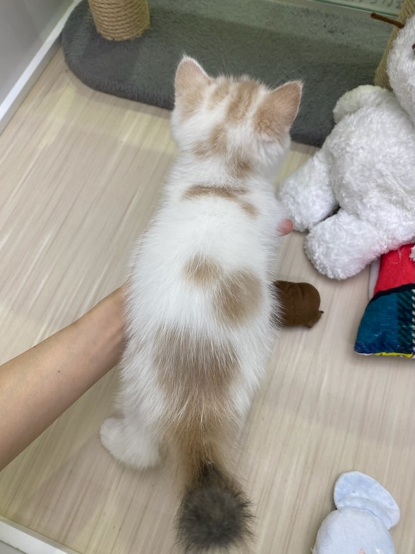 宮城県のエキゾチックショートヘアー (ズーズーカンパニー 八乙女店/2025年7月7日生まれ/女の子/ダイリュートキャリコ)の子猫の3枚目の画像
