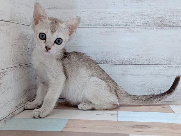 新潟県のシンガプーラ (竹内ペット 新津本店/2026年2月7日生まれ/女の子/セピアアグーティ)の子猫の1枚目の画像