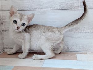 新潟県のシンガプーラ (竹内ペット 新津本店/2026年2月7日生まれ/女の子/セピアアグーティ)の子猫の2枚目の画像