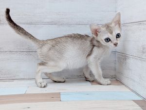 新潟県のシンガプーラ (竹内ペット 新津本店/2026年2月7日生まれ/女の子/セピアアグーティ)の子猫の3枚目の画像