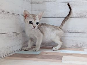 新潟県のシンガプーラ (竹内ペット 新津本店/2026年2月7日生まれ/女の子/セピアアグーティ)の子猫の4枚目の画像