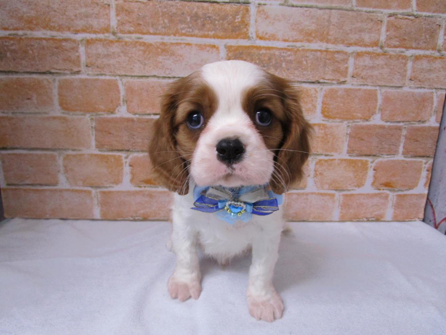 宮城県のキャバリアキングチャールズスパニエル (ズーズーカンパニー 八乙女店/2025年11月29日生まれ/男の子/ブレンハイム)の子犬の1枚目の画像