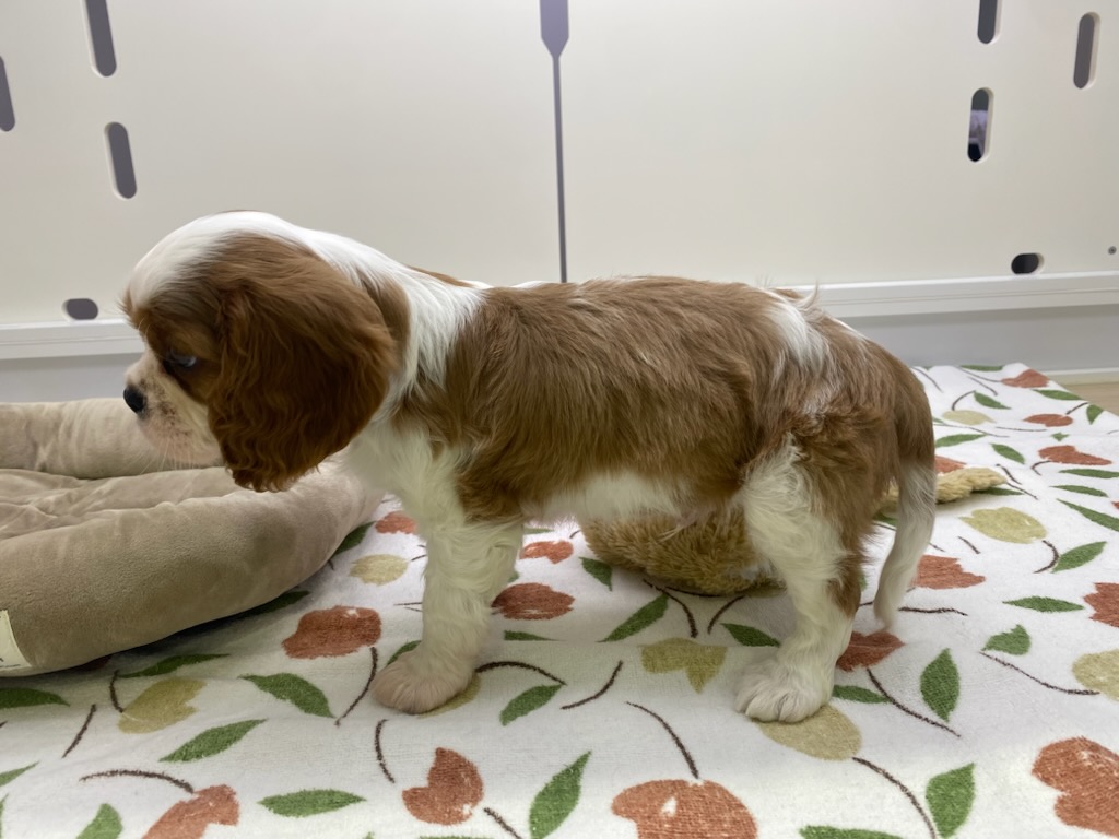 宮城県のキャバリアキングチャールズスパニエル (ズーズーカンパニー 八乙女店/2025年11月29日生まれ/男の子/ブレンハイム)の子犬の2枚目の画像