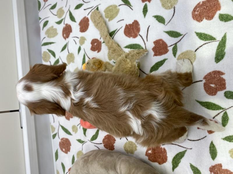 宮城県のキャバリアキングチャールズスパニエル (ズーズーカンパニー 八乙女店/2025年11月29日生まれ/男の子/ブレンハイム)の子犬の3枚目の画像