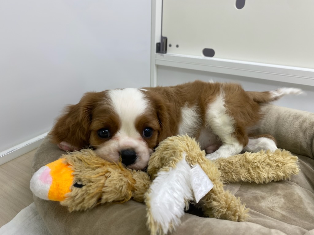宮城県のキャバリアキングチャールズスパニエル (ズーズーカンパニー 八乙女店/2025年11月29日生まれ/男の子/ブレンハイム)の子犬の4枚目の画像