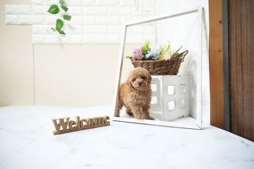 滋賀県のトイプードル(タイニー) (いっぷく湖南店/2025年12月18日生まれ/男の子/オレンジフォーン)の子犬の1枚目の画像