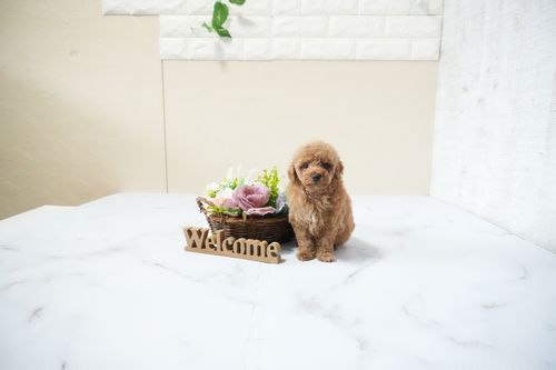 滋賀県のトイプードル(タイニー) (いっぷく湖南店/2025年12月18日生まれ/男の子/オレンジフォーン)の子犬の2枚目の画像