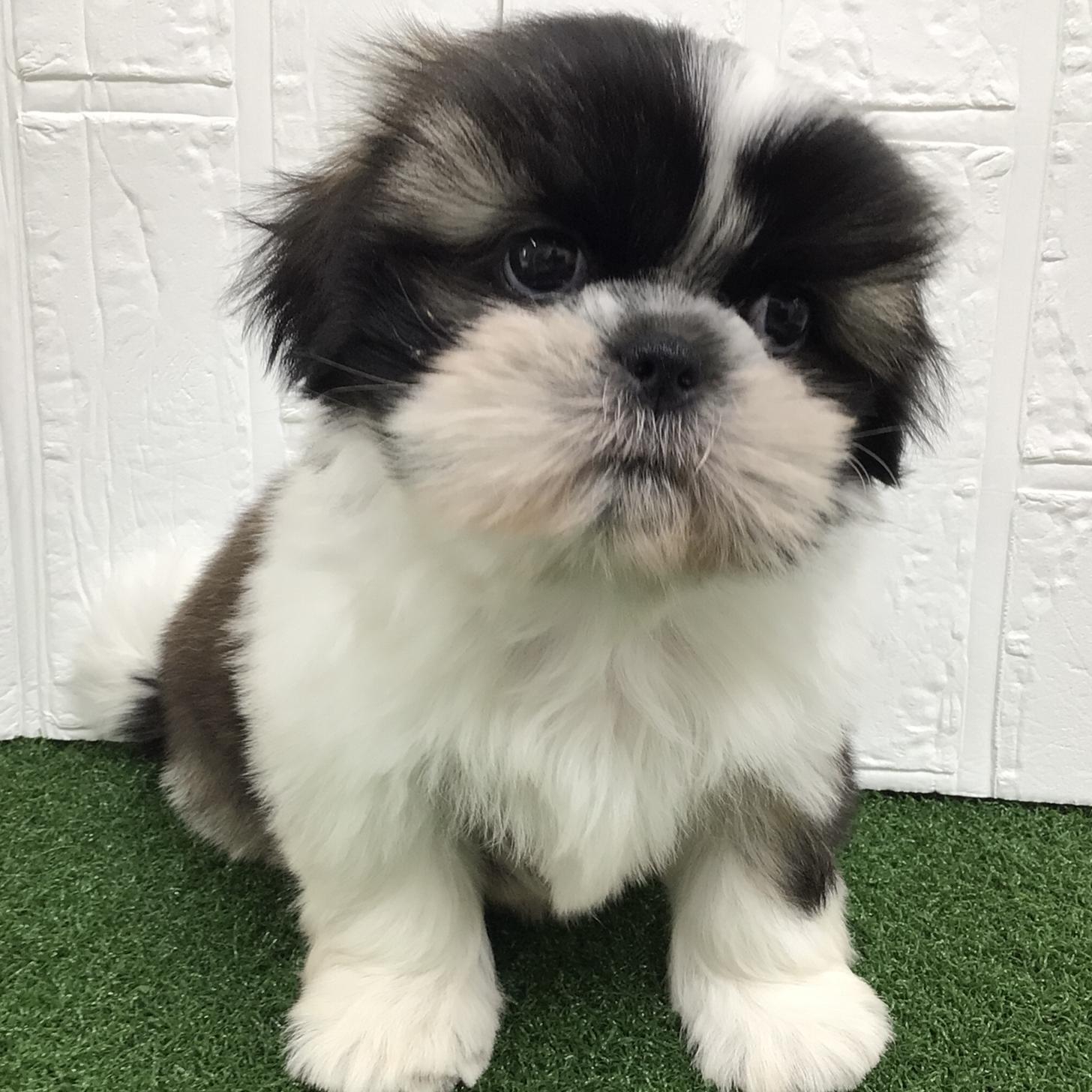 熊本県のシーズー (ニコペットセレクト ドッグズホーム八代店/2025年11月18日生まれ/女の子/ホワイトゴールド)の子犬