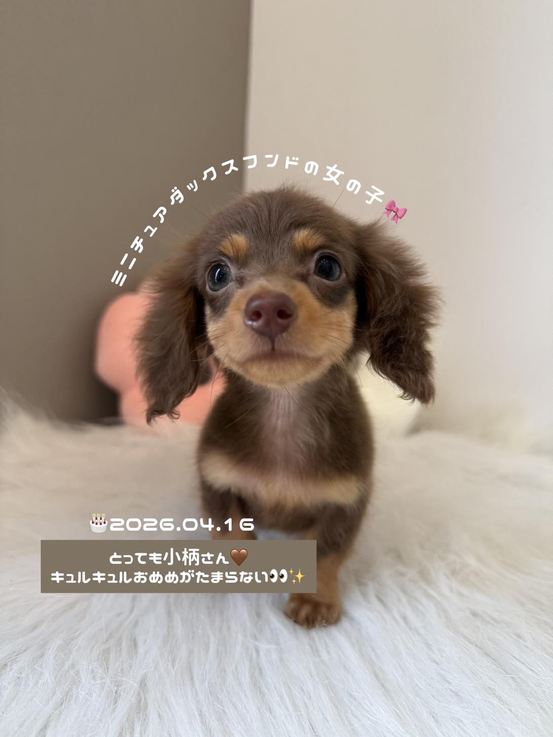 埼玉県のミニチュアダックスフンド(ロング) (PETSHOP FATIS/2026年4月16日生まれ/女の子/チョコレートタン)の子犬の1枚目の画像