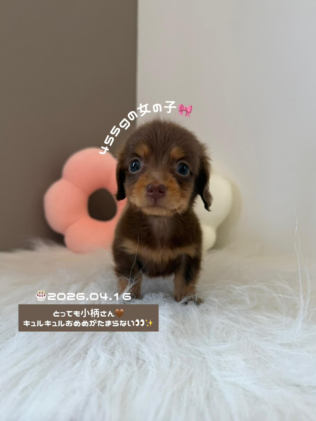 埼玉県のミニチュアダックスフンド(ロング) (PETSHOP FATIS/2026年4月16日生まれ/女の子/チョコレートタン)の子犬