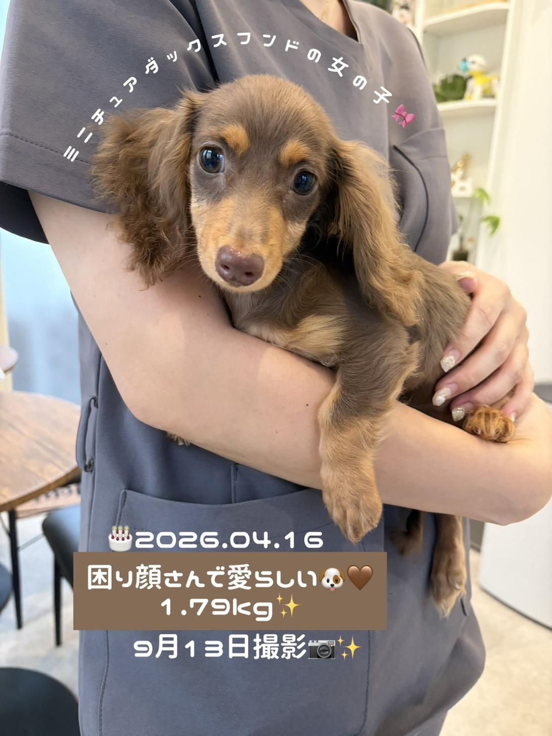 埼玉県のミニチュアダックスフンド(ロング) (PETSHOP FATIS/2026年4月16日生まれ/女の子/チョコレートタン)の子犬の1枚目の画像