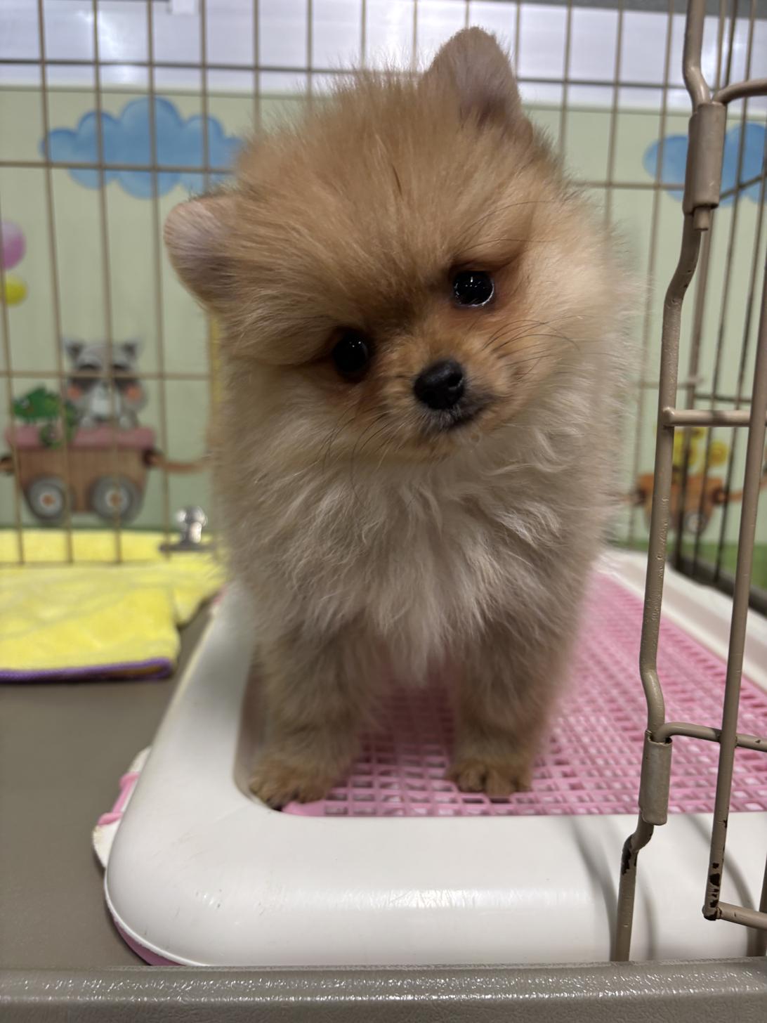 愛知県のポメラニアン (子いぬの足あと/2026年1月29日生まれ/女の子/オレンジ)の子犬