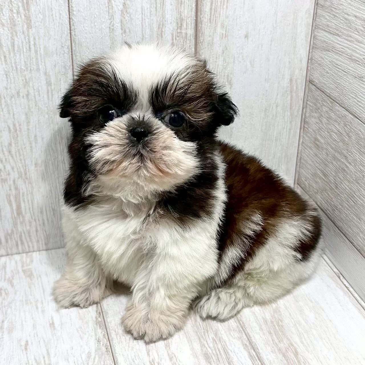 東京都のシーズー (ペピカファミリー水元店/2025年10月24日生まれ/女の子/ホワイトゴールド)の子犬の1枚目の画像