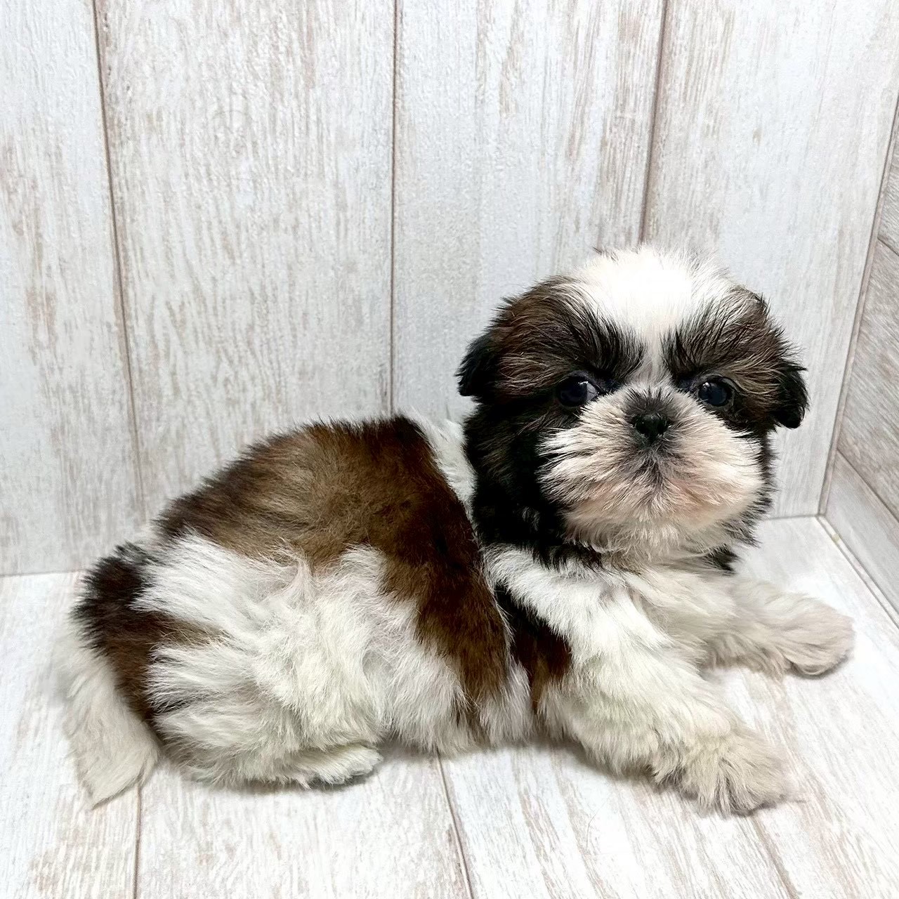 東京都のシーズー (ペピカファミリー水元店/2025年10月24日生まれ/女の子/ホワイトゴールド)の子犬の2枚目の画像