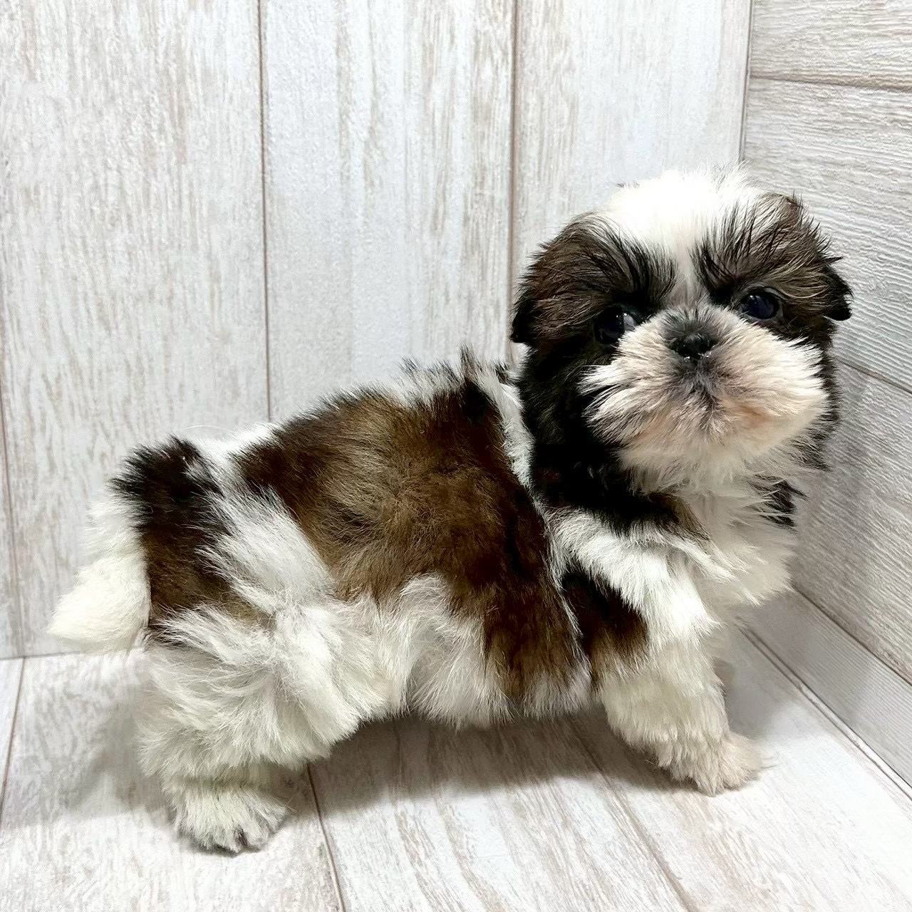 東京都のシーズー (ペピカファミリー水元店/2025年10月24日生まれ/女の子/ホワイトゴールド)の子犬の3枚目の画像