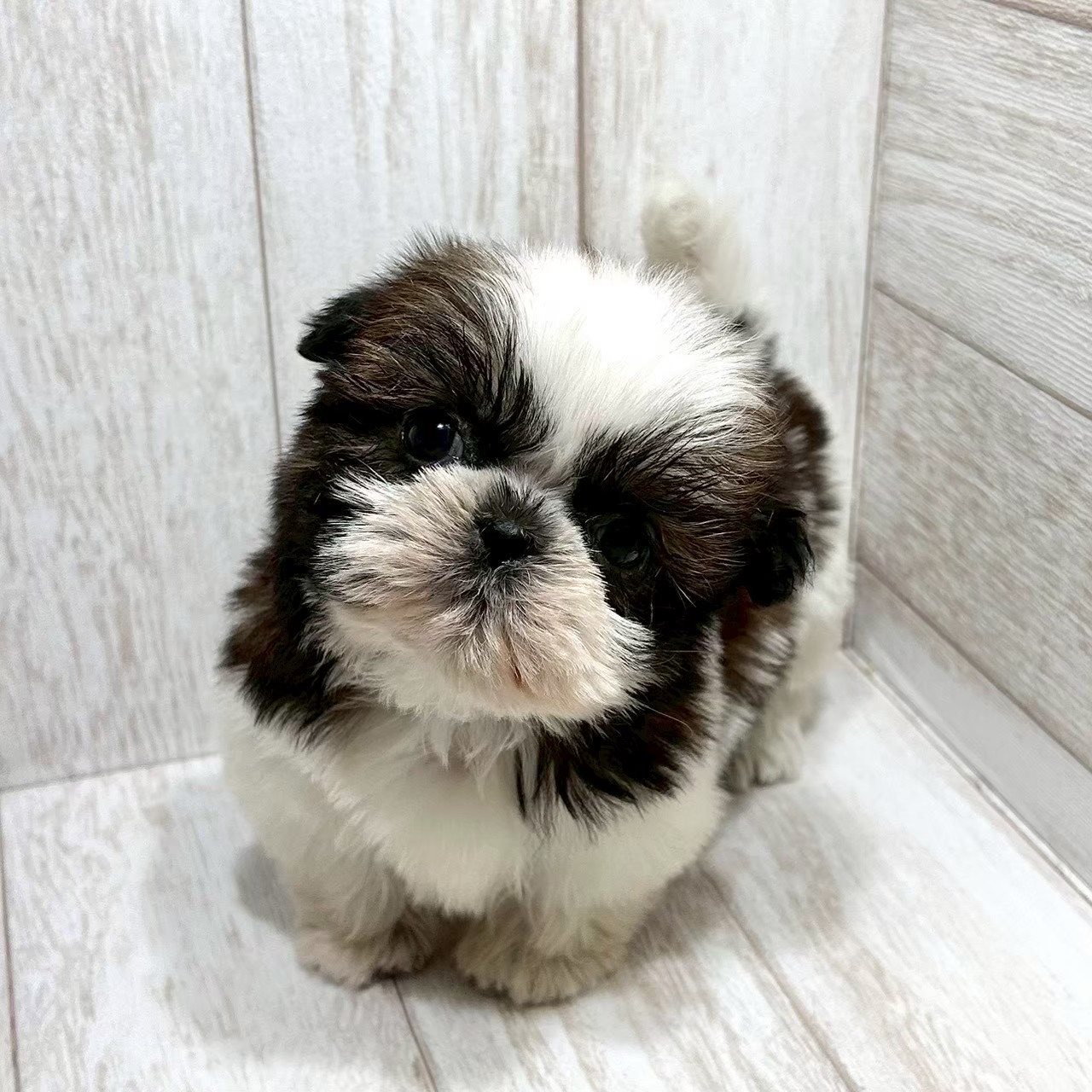 東京都のシーズー (ペピカファミリー水元店/2025年10月24日生まれ/女の子/ホワイトゴールド)の子犬の4枚目の画像