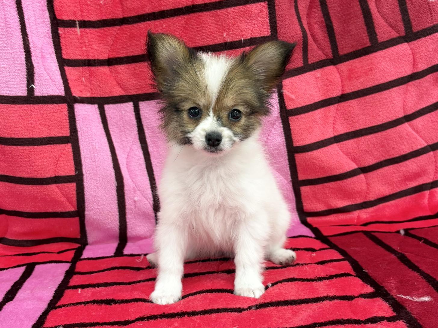 愛知県のパピヨン (ハピースペット春日井アミーゴ店/2025年12月5日生まれ/女の子/ホワイトブラウン)の子犬の1枚目の画像