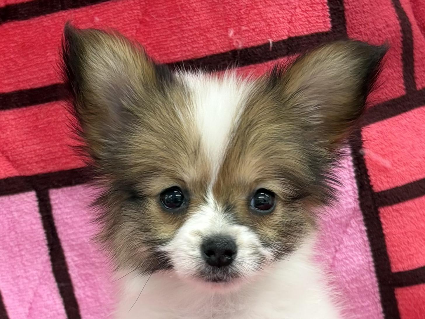 愛知県のパピヨン (ハピースペット春日井アミーゴ店/2025年12月5日生まれ/女の子/ホワイトブラウン)の子犬の2枚目の画像