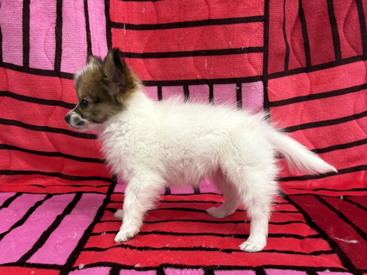 愛知県のパピヨン (ハピースペット春日井アミーゴ店/2025年12月5日生まれ/女の子/ホワイトブラウン)の子犬の3枚目の画像