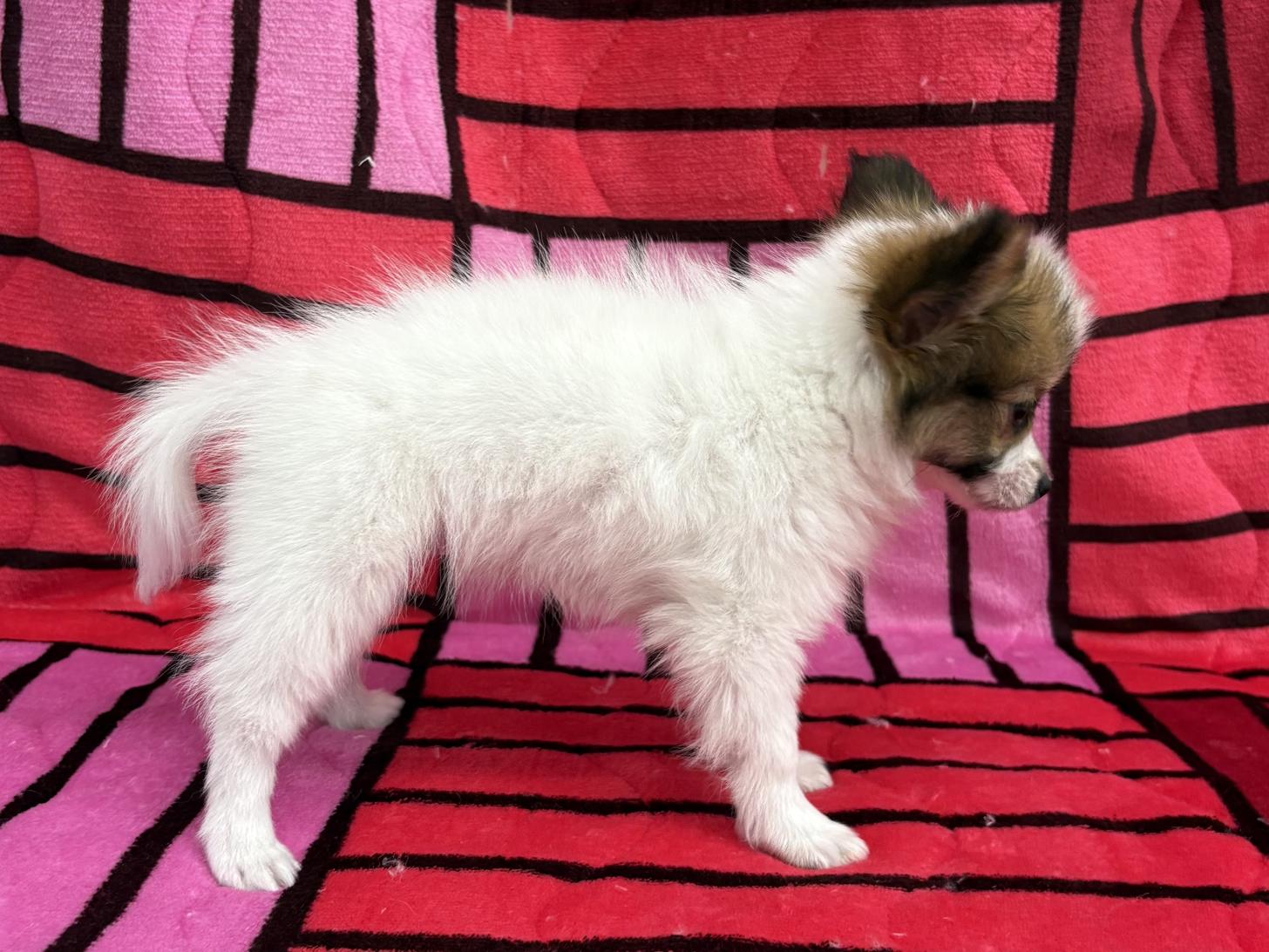 愛知県のパピヨン (ハピースペット春日井アミーゴ店/2025年12月5日生まれ/女の子/ホワイトブラウン)の子犬の4枚目の画像