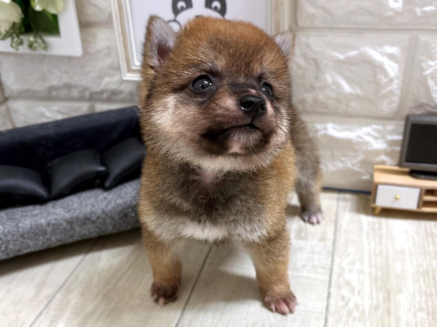 大阪府の豆柴 (DOGMAN平野瓜破店/2026年2月10日生まれ/男の子/赤)の子犬の2枚目の画像