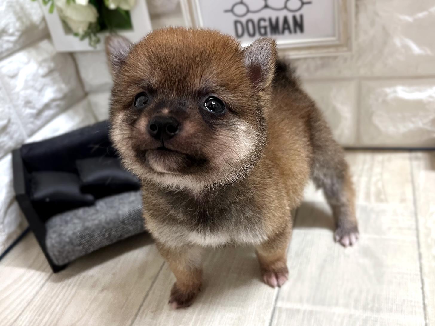 大阪府の豆柴 (DOGMAN平野瓜破店/2026年2月10日生まれ/男の子/赤)の子犬の3枚目の画像