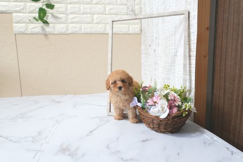 滋賀県のトイプードル(トイ) (いっぷく湖南店/2025年9月21日生まれ/女の子/レッドフォーン)の子犬の1枚目の画像