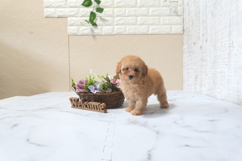 滋賀県のトイプードル(トイ) (いっぷく湖南店/2025年9月21日生まれ/女の子/レッドフォーン)の子犬の2枚目の画像