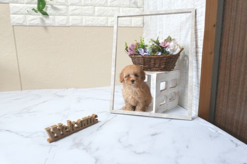 滋賀県のトイプードル(トイ) (いっぷく湖南店/2025年9月21日生まれ/女の子/レッドフォーン)の子犬の3枚目の画像