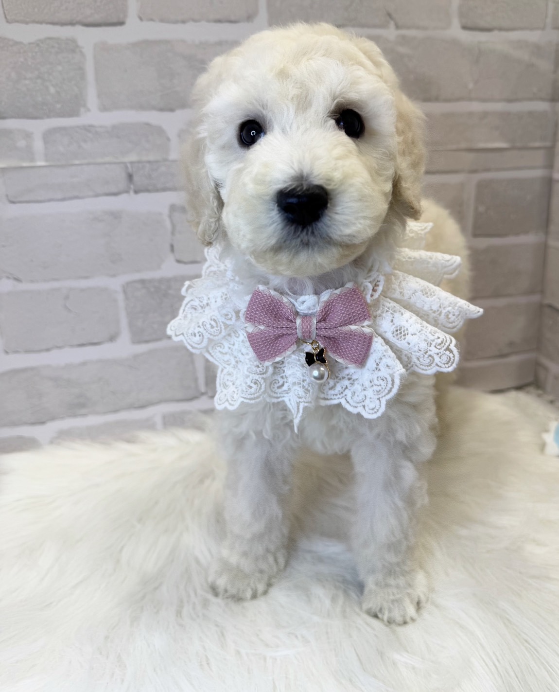 埼玉県のスタンダードプードル (PETSHOP FATIS/2025年3月1日生まれ/女の子/ホワイト)の子犬